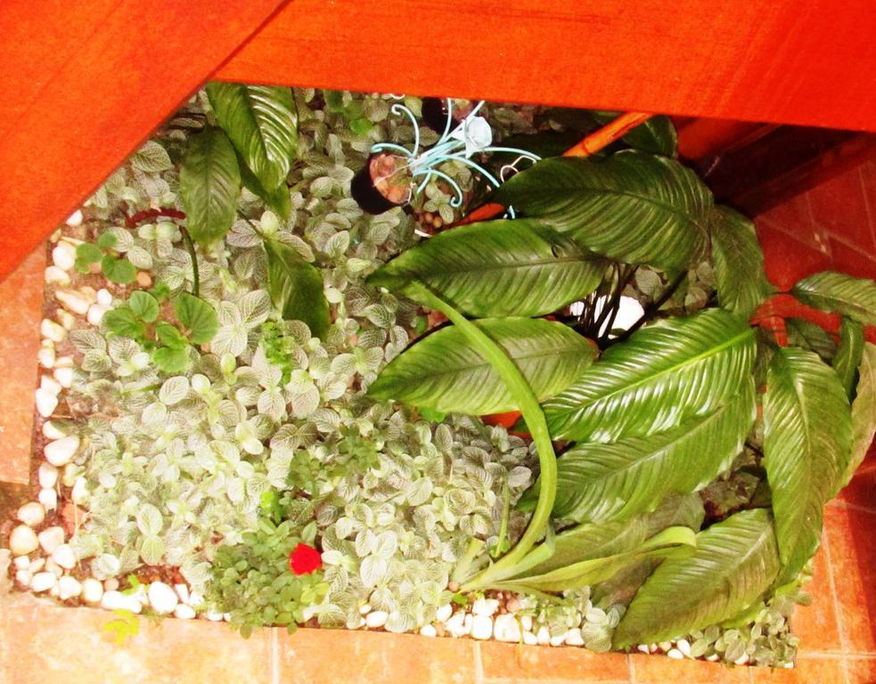 Pousada Flor De Lis Ilha Grande  Bagian luar foto