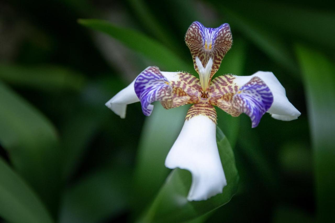 Pousada Flor De Lis Ilha Grande  Bagian luar foto